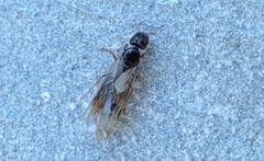 Pheidole