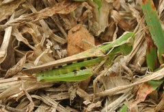 Calephorops viridis