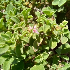 Aizoon pubescens