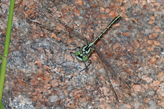Austrogomphus guerini