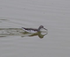 Phalaropus tricolor