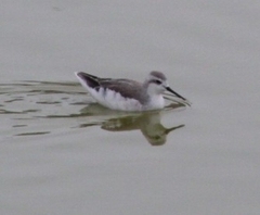 Phalaropus tricolor