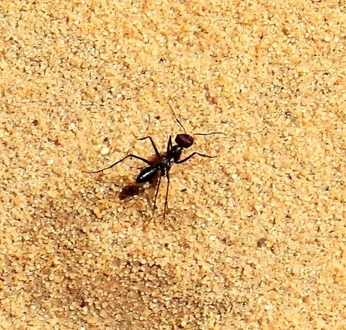 Cataglyphis isisCataglyphis isis