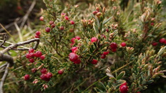 Acrothamnus montanus