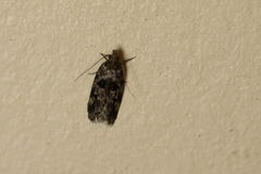 Barea codrella