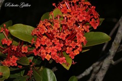 Ixora chinensis