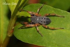 Trachelopachys