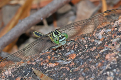 Austrogomphus guerini