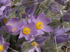 Pulsatilla grandis