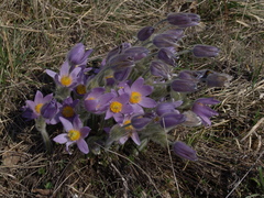 Pulsatilla grandis