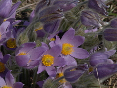 Pulsatilla grandis
