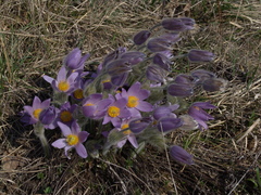 Pulsatilla grandis