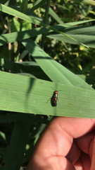 Silis ruficollis
