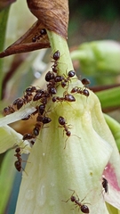 Prenolepis nitens