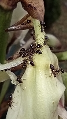 Prenolepis nitens