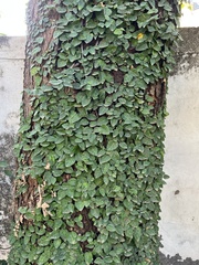 Ficus pumila