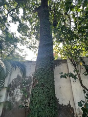 Ficus pumila
