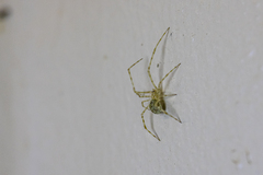 Cryptachaea gigantipes