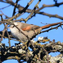 Cranioleuca pyrrhophia