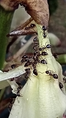 Prenolepis nitens