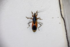 Ectomocoris ornatus