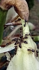 Prenolepis nitens