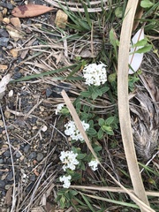 Pimelea