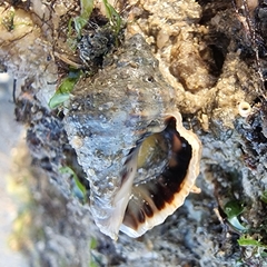 Rapaninae
