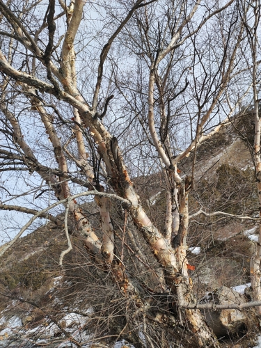 Betula tianschanica, photograph 6