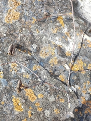 Betula tianschanica
