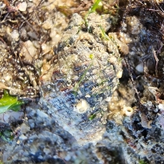 Rapaninae