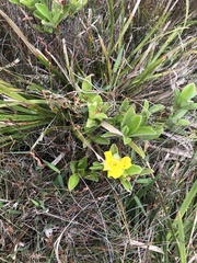 Hibbertia scandens