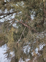 Juniperus pseudosabina