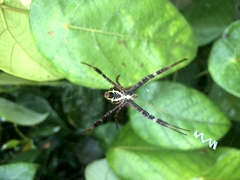Argiope versicolor