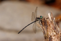 Eusynthemis nigra