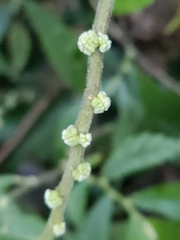 Elatostema lineolatum