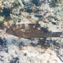 Epinephelus morio