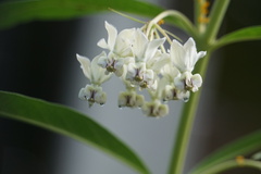 Gomphocarpus physocarpus