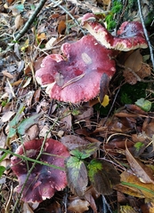 Russula sardonia