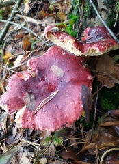 Russula sardonia