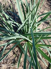 Asparagales