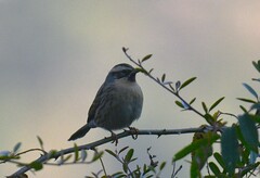 Prunella atrogularis