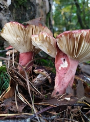 Russula sardonia