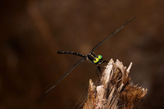 Eusynthemis nigra