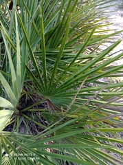 Chamaerops humilis