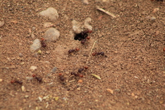 Pogonomyrmex barbatus