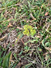 Euphorbia helioscopia