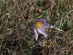 Pulsatilla grandis