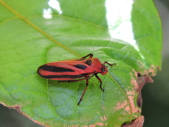 Sphenoclypeana