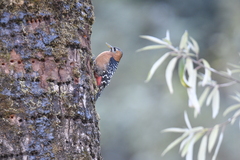 Dendrocopos hyperythrus